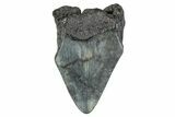 Partial Megalodon Tooth - South Carolina #274604-1